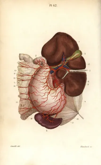 Framed Print : Circulatory system to the stomach, liver, kidney Framed Print : Circulatory system to the stomach, liver, kidney