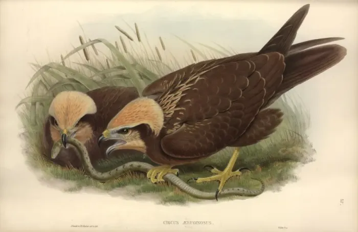 Framed Print : Circus aeruginosus, western marsh harrier Framed Print : Circus aeruginosus, western marsh harrier