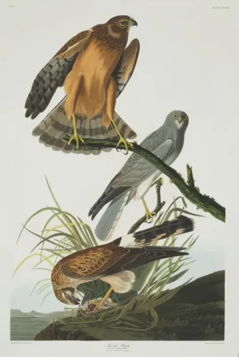 Framed Print : Circus cyaneus, hen harrier Framed Print : Circus cyaneus, hen harrier