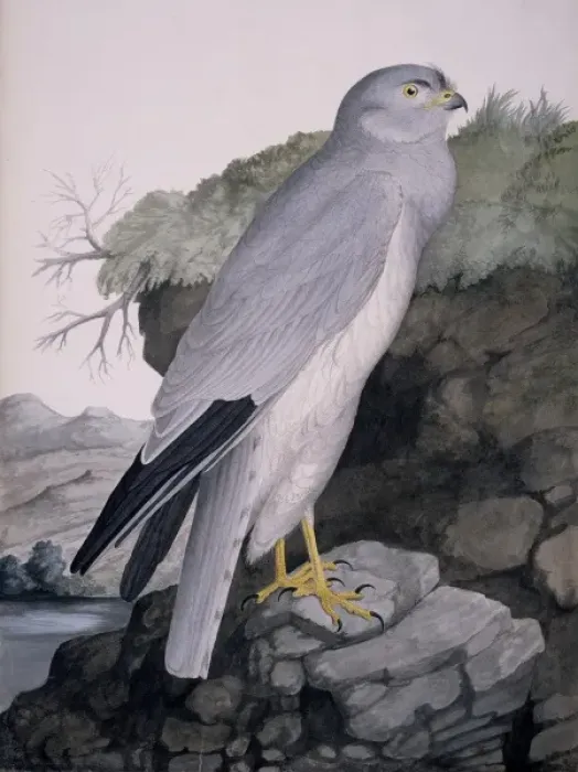 Framed Print : Circus cyaneus, hen harrier Framed Print : Circus cyaneus, hen harrier