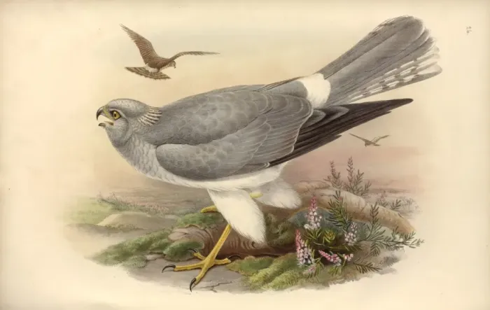 Framed Print : Circus cyaneus, hen harrier Framed Print : Circus cyaneus, hen harrier