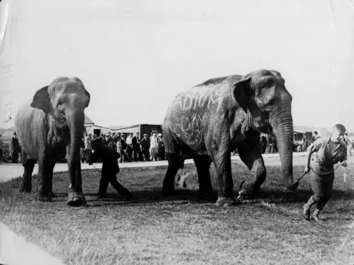 Framed Print : Circus Elephants Framed Print : Circus Elephants