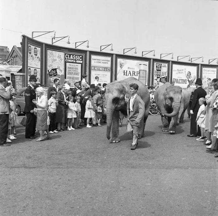 : Circus elephants on parade, Eastbourne, Sussex : Circus elephants on parade, Eastbourne, Sussex