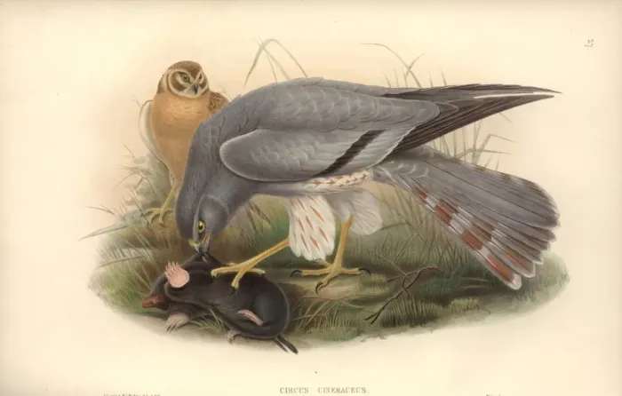 Framed Print : Circus macrorus, pallid harrier Framed Print : Circus macrorus, pallid harrier
