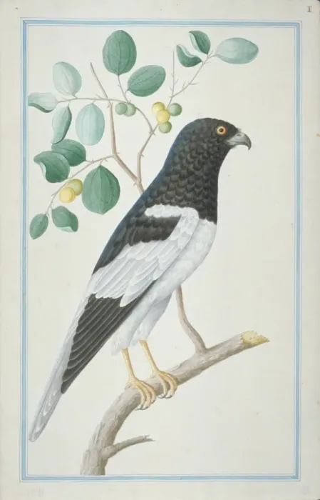Framed Print : Circus melanoleucos, pied harrier Framed Print : Circus melanoleucos, pied harrier