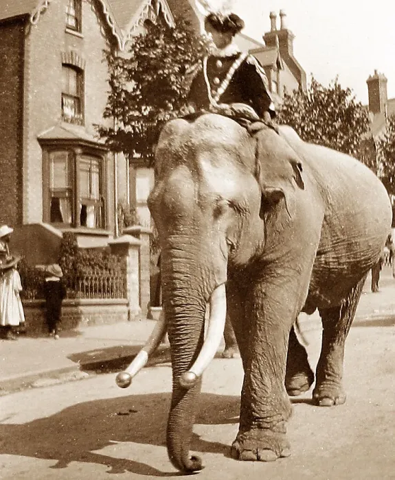 Framed Print : Circus parade in Ramsgate in 1899 Framed Print : Circus parade in Ramsgate in 1899