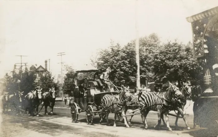 Framed Print : Circus zebras pulling a wagon in a street in America Framed Print : Circus zebras pulling a wagon in a street in America
