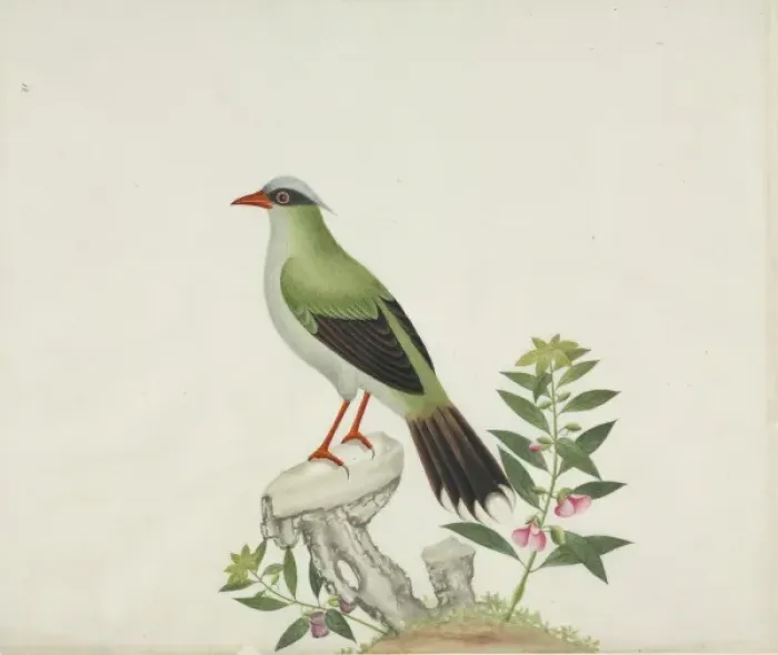 Framed Print : Cissa sp. Plate RZD010, a watercolour from the John Reeves Collection of Framed Print : Cissa sp. Plate RZD010, a watercolour from the John Reeves Collection of