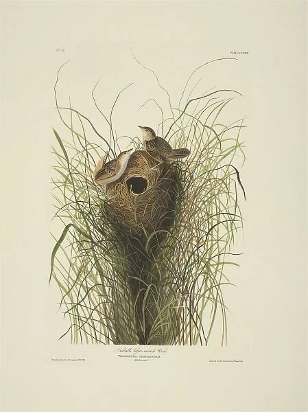 Cistothorus platensis, sedge wren