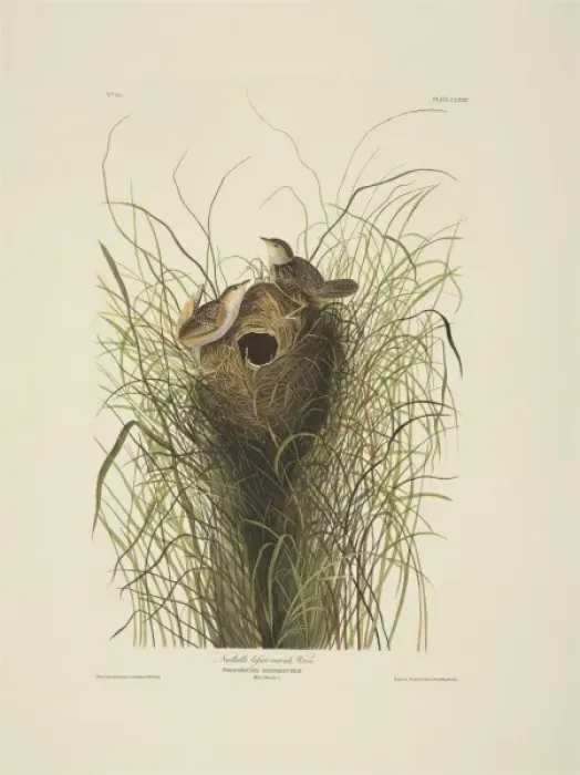 Framed Print : Cistothorus platensis, sedge wren Framed Print : Cistothorus platensis, sedge wren