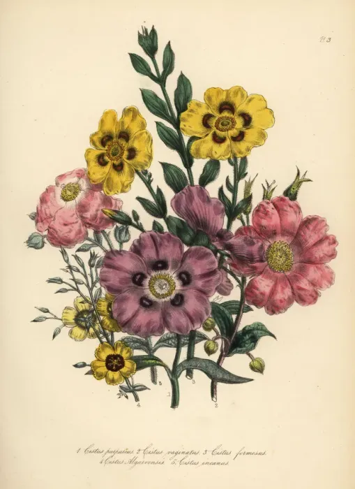 Framed Print : Cistus species Framed Print : Cistus species