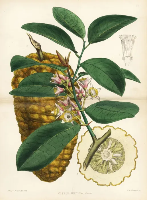 Framed Print : Citron or cedrat, Citrus medica Framed Print : Citron or cedrat, Citrus medica