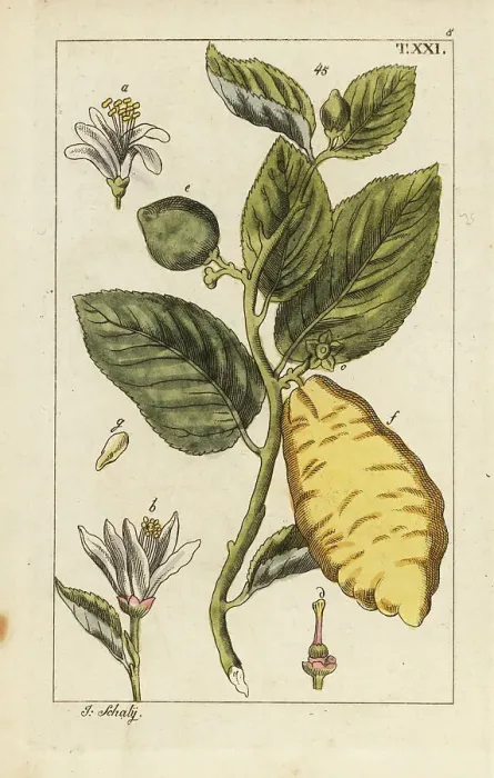 Framed Print : Citron showing fruit, leaves and flowers, Citrus medica Framed Print : Citron showing fruit, leaves and flowers, Citrus medica