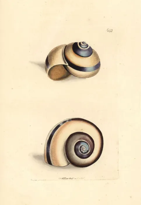 Framed Print : Citron snail, Helix citrina Framed Print : Citron snail, Helix citrina