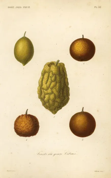 Framed Print : Citrus fruits, fruits du genre citrus Framed Print : Citrus fruits, fruits du genre citrus