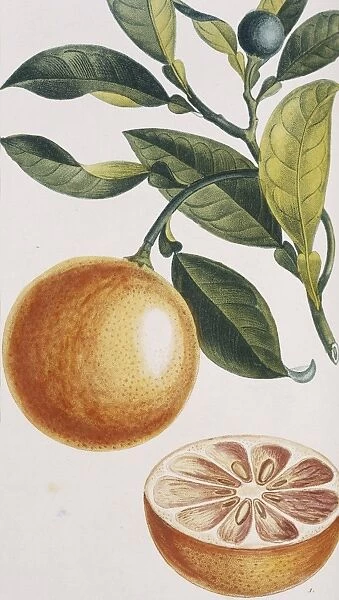 Citrus sinensis, orange