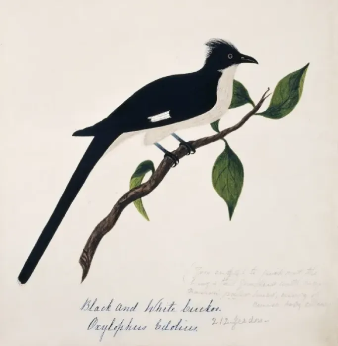 Framed Print : Clamator jacobinus, jacobin cuckoo Framed Print : Clamator jacobinus, jacobin cuckoo