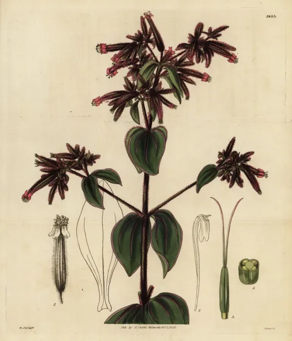 Framed Print : Clammy-stalked soapwort, Saponaria glutinosa Framed Print : Clammy-stalked soapwort, Saponaria glutinosa