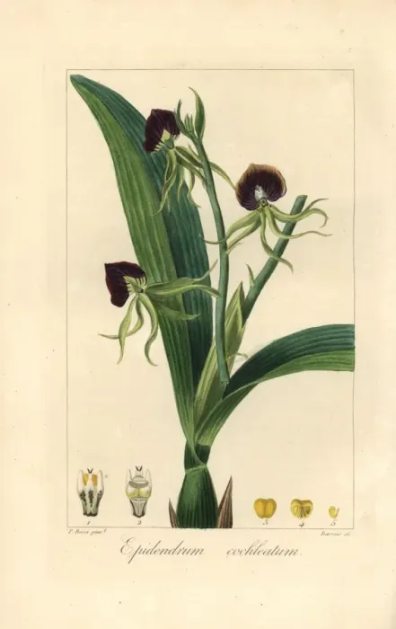 Framed Print : Clamshell orchid, Epidendrum cochleatum Framed Print : Clamshell orchid, Epidendrum cochleatum