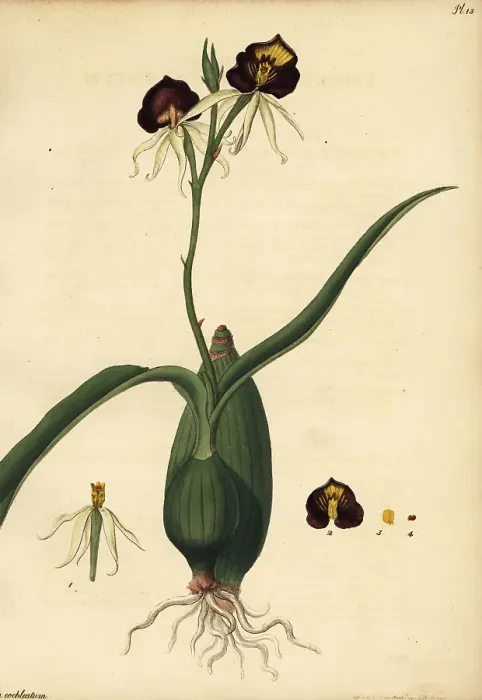 Framed Print : Clamshell orchid, Prosthechea cochleata Framed Print : Clamshell orchid, Prosthechea cochleata