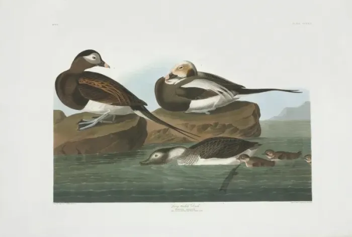 Framed Print : Clangula hyemalis, long-tailed duck Framed Print : Clangula hyemalis, long-tailed duck