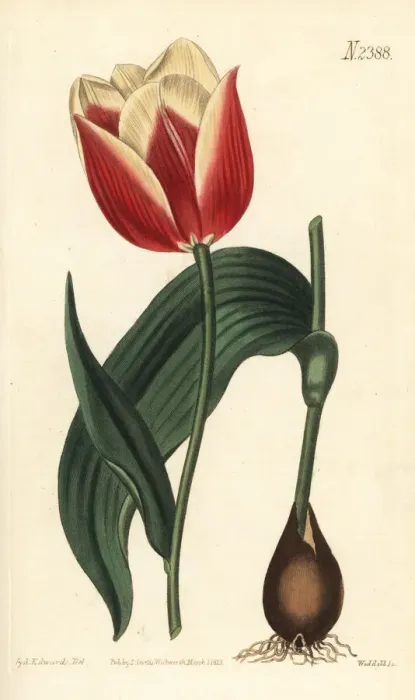 Framed Print : Claramond tulip, Tulipa suaveolens var. latifolia Framed Print : Claramond tulip, Tulipa suaveolens var. latifolia