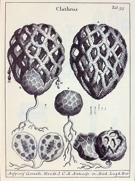 Clathrus ruber, latticed stinkhorn