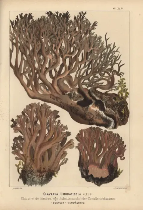 Framed Print : Clavaria umbraticola, clavaire de l ombre, suspect Framed Print : Clavaria umbraticola, clavaire de l ombre, suspect
