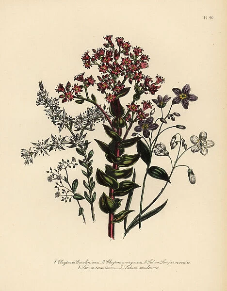 Claytonia and stonecrop species