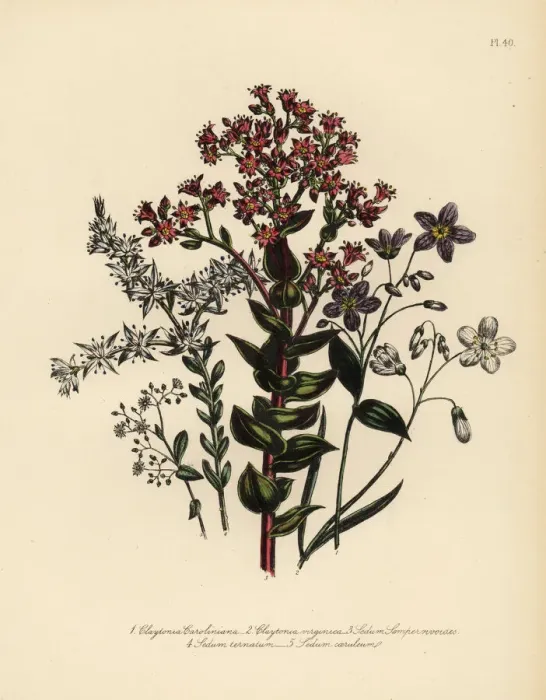 Framed Print : Claytonia and stonecrop species Framed Print : Claytonia and stonecrop species