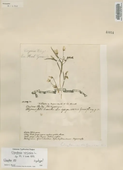 Framed Print : Claytonia virginica, Spring Beauty Framed Print : Claytonia virginica, Spring Beauty