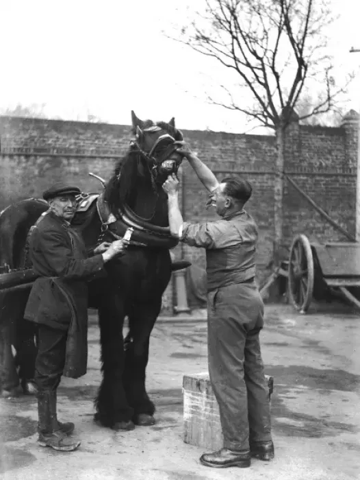 Framed Print : Cleaning a Horses Teeth Framed Print : Cleaning a Horses Teeth