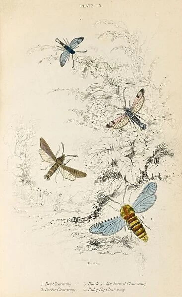 Four Clear Wing Moths