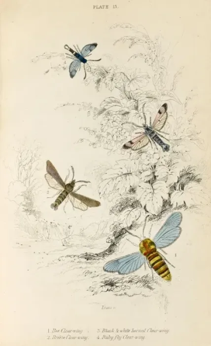 Framed Print : Four Clear Wing Moths