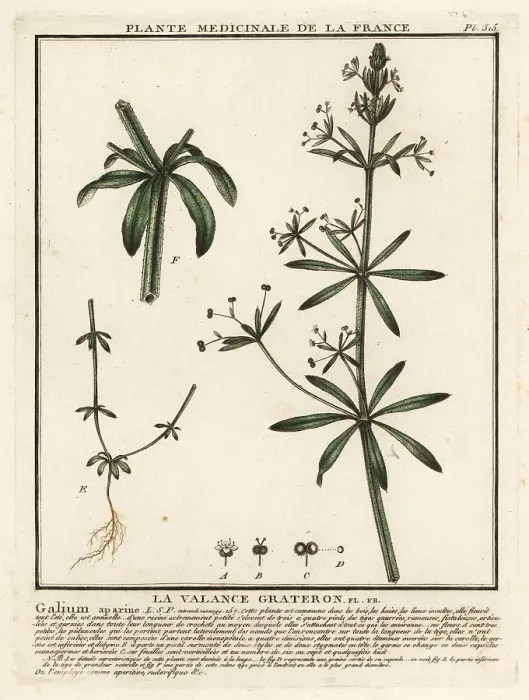 Framed Print : Cleavers, Galium aparine Framed Print : Cleavers, Galium aparine