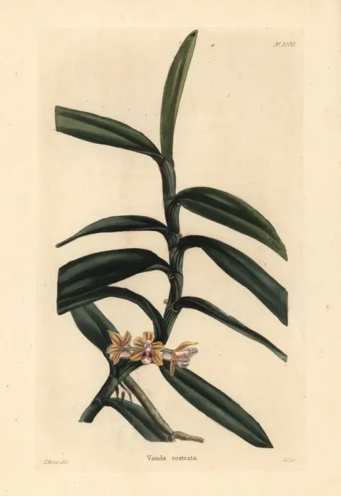 Framed Print : Cleisostoma rostratum orchid Framed Print : Cleisostoma rostratum orchid