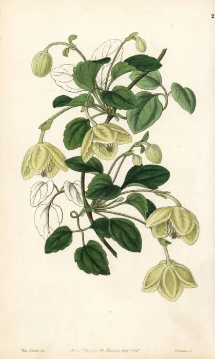 Framed Print : Clematis cirrhosa Framed Print : Clematis cirrhosa