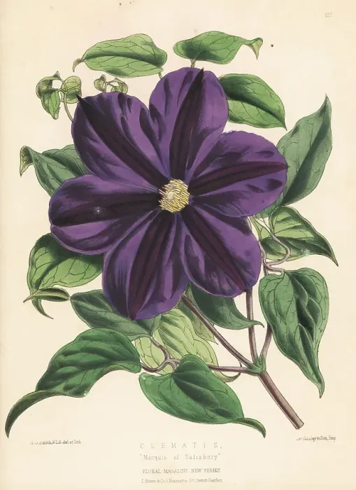 Framed Print : Clematis cultivar, Marquis of Salisbury Framed Print : Clematis cultivar, Marquis of Salisbury