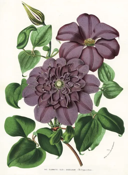 Framed Print : Clematis excelsior hybrid Framed Print : Clematis excelsior hybrid