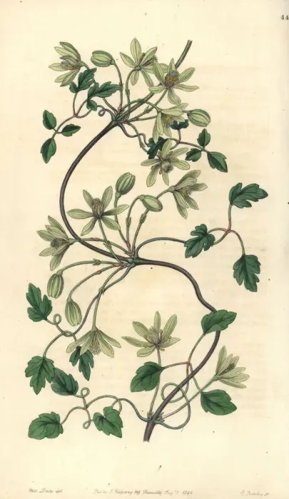 Framed Print : Clematis forsteri Framed Print : Clematis forsteri