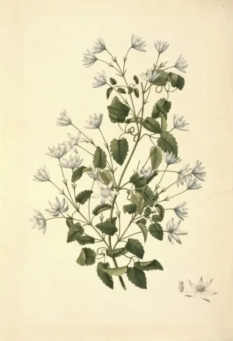 Framed Print : Clematis forsteri, clematis Framed Print : Clematis forsteri, clematis