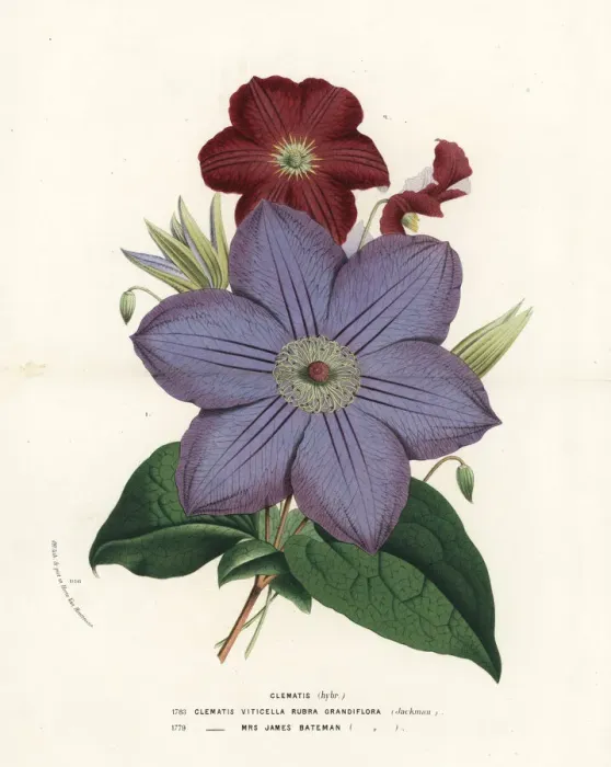 Framed Print : Clematis hybrids, Clematis viticella Framed Print : Clematis hybrids, Clematis viticella