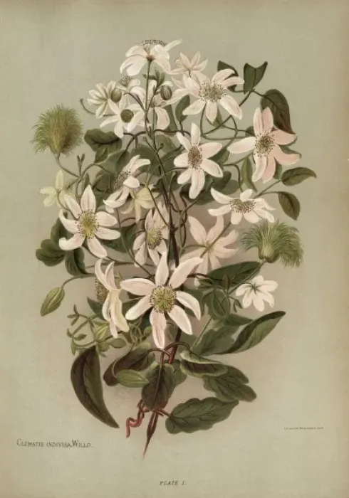 Framed Print : Clematis Indivisa Willd. or Clematis Paniculata Framed Print : Clematis Indivisa Willd. or Clematis Paniculata