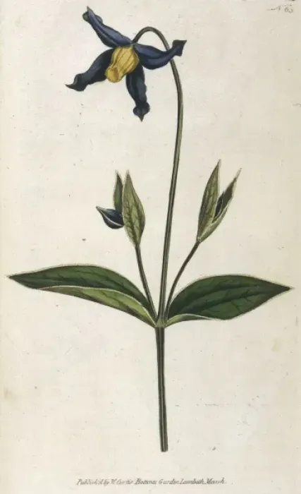 Framed Print : Clematis Integrifolia Framed Print : Clematis Integrifolia