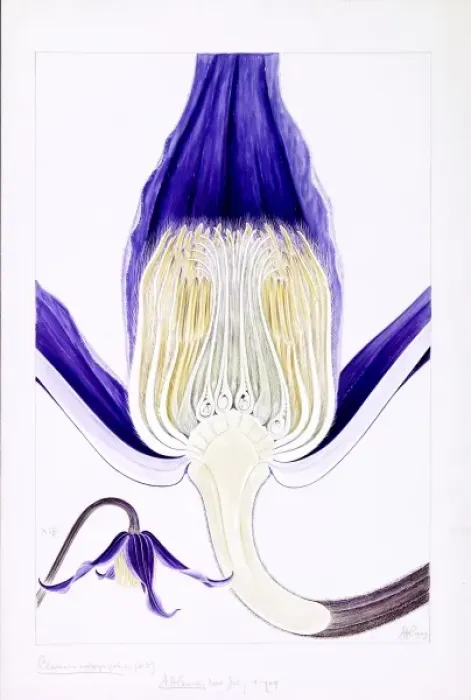 Framed Print : Clematis integrifolia, solitary clematis