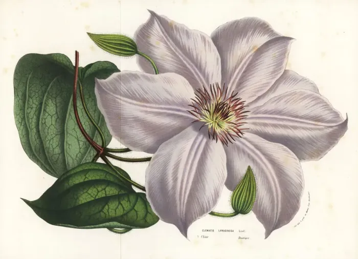 Framed Print : Clematis lanuginosa Framed Print : Clematis lanuginosa