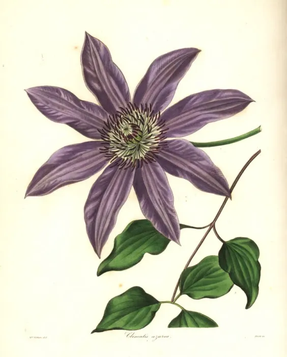 Framed Print : Clematis patens Framed Print : Clematis patens