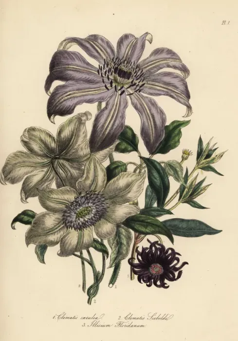 Framed Print : Clematis varieties