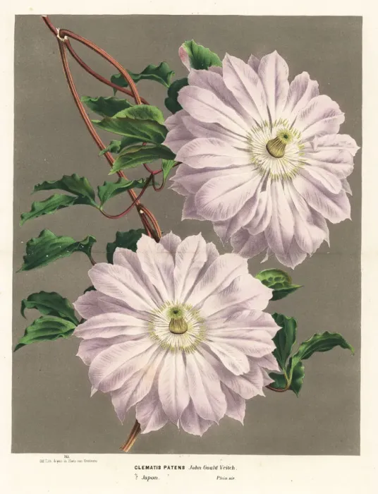Framed Print : Clematis variety, Clematis patens Framed Print : Clematis variety, Clematis patens