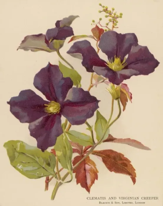 Framed Print : Clematis / Virginia Creep Framed Print : Clematis / Virginia Creep